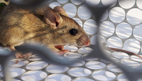 Discomfort – Rodrepel™ mechanism