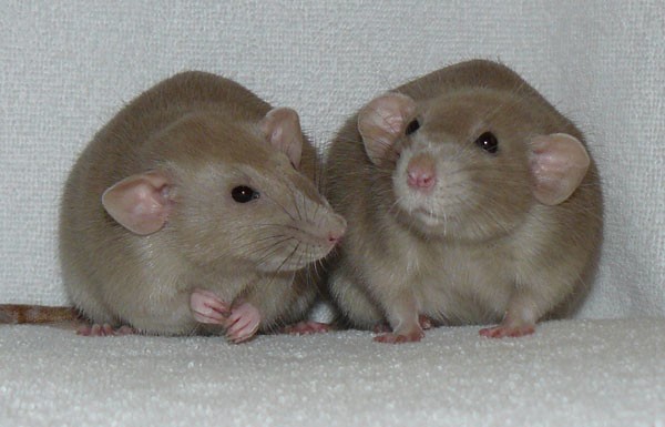 How Rats Communicate and Why