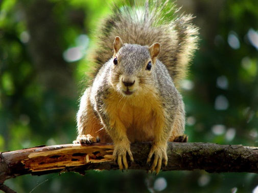How to prevent squirrels from causing power outages