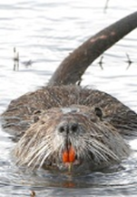 Menace of the orange toothed