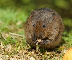 SO LITTLE TIME, SO MUCH DAMAGE- THE VOLES