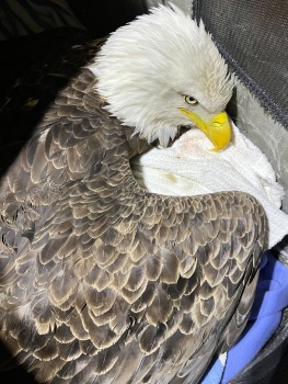 The Hidden Dangers of Rodenticides and Environmentally-Friendly Alternatives for Pest Control