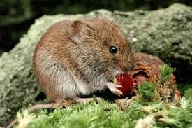 Voles-Tunneling rodents eating our plants